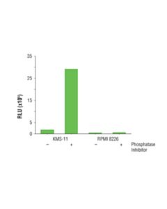 Cell Signaling Pathscan  Phospho-Fgf Receptor 3 (Pantyr) Chemiluminescent Sandwich ELISA Kit