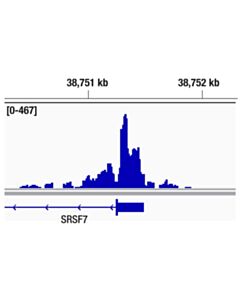 Cell Signaling Spt4 (D3p2w) Rabbit mAb