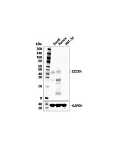 Cell Signaling CXCR4 (E3Q4B) Rabbit mAb