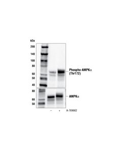 Cell Signaling A-769662