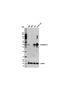 Cell Signaling Endophilin-1 (E1e6q) Rabbit mAb