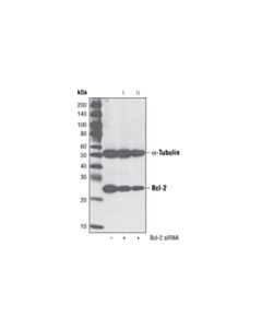 Cell Signaling Signalsilence Bcl-2 Sirna Ii