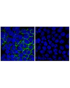 Cell Signaling TSPAN8 (F8Z7B) Rabbit mAb