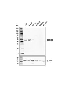 Cell Signaling Zcchc3 Antibody