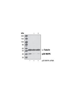 Cell Signaling Signalsilence P38 Mapk Sirna I