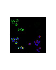 Cell Signaling Gitr (D5v7p) Rabbit mAb (Alexa Fluor 488 Conjugate)