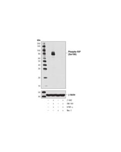 Cell Signaling Phospho-Rip (Ser166) (D1l3s) Rabbit mAb