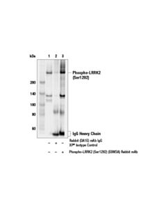 Cell Signaling Phospho-Lrrk2 (Ser1292) (E8m3a) Rabbit mAb