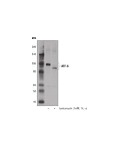 Cell Signaling Atf-6 (D4z8v) Rabbit mAb
