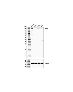 Cell Signaling GCN2 (E7G7E) Rabbit mAb 20 uL