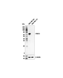 Cell Signaling Pspc1 (E7l8b) Rabbit mAb