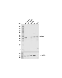 Cell Signaling HDAC8 (E7F5K) Rabbit mAb 20 uL