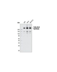 Cell Signaling Fatty Acid Synthase (C20g5) Rabbit mAb (BSA And Azide Free)
