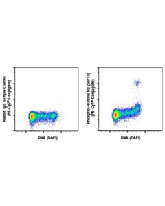 Cell Signaling Phospho-Histone H3 (Ser10) (D2c8) Rabbit mAb (PE-Cy7® Conjugate)