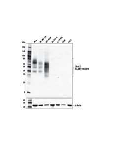 Cell Signaling Cracc/Slamf7/Cd319 (E5c4m) Rabbit mAb (BSA And Azide Free)