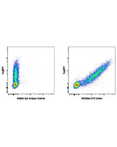 Cell Signaling Whitlow/218 Linker (E3u7q) Rabbit mAb (BSA And Azide Free)