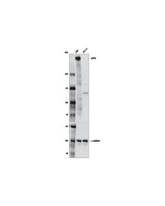 Cell Signaling p300 (D2X6N) Rabbit mAb (BSA and Azide Free)