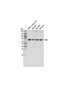 Cell Signaling BSA (D4L9G) Mouse mAb 20 uL