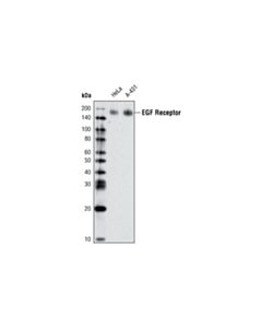 Cell Signaling Egf Receptor (D38b1) Xp Rabbit mAb (Biotinylated)