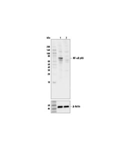 Cell Signaling Nf-Kappab P65 (C22b4) Rabbit mAb (BSA And Azide Free)