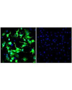 Cell Signaling Arginase-1 (D4e3m) Xp Rabbit mAb (Alexa Fluor 488 Conjugate)