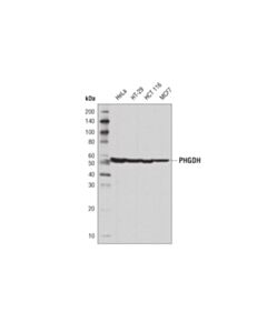 Cell Signaling PHGDH (D8F3O) Rabbit mAb 20 uL