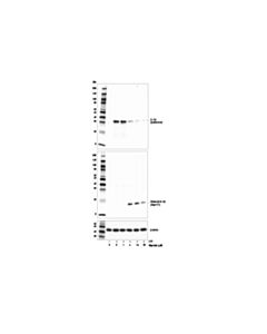Cell Signaling Nigericin (Sodium Salt)