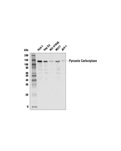 Cell Signaling Pyruvate Carboxylase Antibody