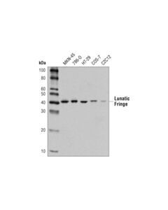 Cell Signaling Lunatic Fringe (D6v2v) Rabbit mAb
