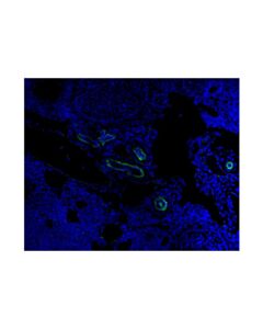 Cell Signaling CD31 (PECAM-1) (D8V9E) Rabbit Monoclonal Antibody (Alexa Fluor ® 488 Conjugate)