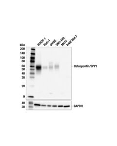 Cell Signaling Osteopontin/SPP1 (F3A6J) Rabbit mAb