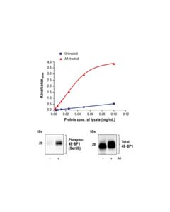 Cell Signaling FastScan™ Phospho-4E-BP1 (Ser65) ELISA Kit