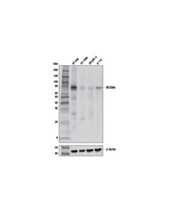 Cell Signaling NCOA4 (E8H8Z) Rabbit mAb 20 uL