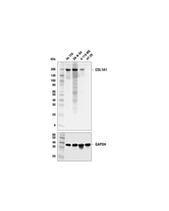 Cell Signaling Col1a1 (E3e1x) Mouse mAb
