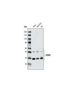 Cell Signaling CDK9 (C12F7) Rabbit mAb (BSA and Azide Free)