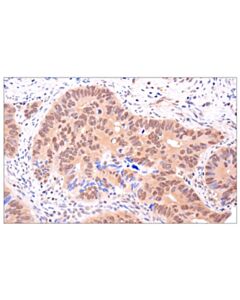 Cell Signaling SHP-2 (F4V3P) Rabbit mAb