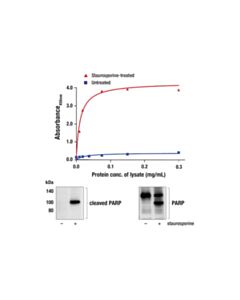 Cell Signaling FastScan™ Cleaved PARP (Asp214) ELISA Kit