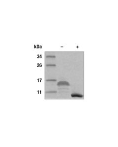 Cell Signaling Mouse EGF Recombinant Protein 100 ug