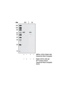 Cell Signaling Ampkalpha (23a3) Rabbit mAb (Sepharose Bead Conjugate)