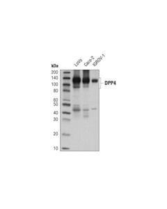 Cell Signaling Dpp4/Cd26 (D6d8k) Rabbit mAb