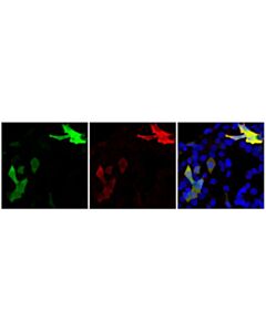 Cell Signaling V5-Tag (D3H8Q) Mouse Chimeric mAb