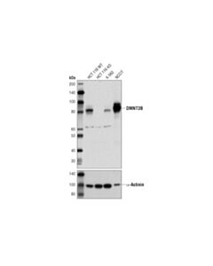 Cell Signaling Dnmt3b (D7o7o) Rabbit mAb