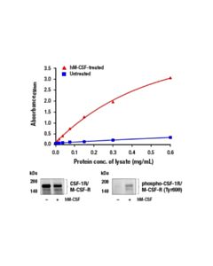 Cell Signaling PathScan ® RP Phospho-CSF-1R/M-CSF-R (Tyr699) Sandwich ELISA Kit