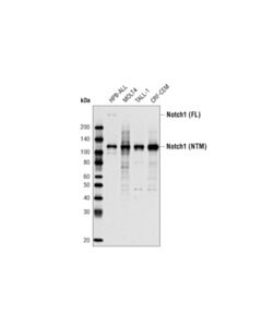 Cell Signaling Notch1 (D1e11) Xp® Rabbit mAb (BSA And Azide Free)