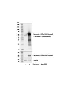 Cell Signaling Secernin-1 (F6Q7G) Rabbit mAb
