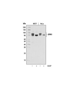 Cell Signaling OPA1 (D7C1A) Rabbit mAb 20 uL