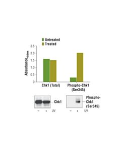 Cell Signaling PathScan ®  Phospho-Chk1 (Ser345) Sandwich ELISA Kit