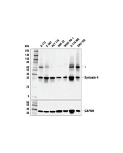 Cell Signaling Syntaxin-4 (E6w7b) Rabbit mAb