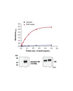 Cell Signaling FastScan™ Phospho-Akt (Thr308) ELISA Kit