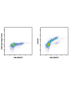 Cell Signaling Cyclin A2 (E6d1j) Xp® Rabbit mAb